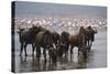 East Africa, Tanzania, Ngorongoro Crater, Wildebeest Drinking Water-Peter Skinner-Stretched Canvas