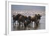 East Africa, Tanzania, Ngorongoro Crater, Wildebeest Drinking Water-Peter Skinner-Framed Photographic Print