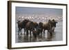 East Africa, Tanzania, Ngorongoro Crater, Wildebeest Drinking Water-Peter Skinner-Framed Photographic Print