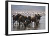 East Africa, Tanzania, Ngorongoro Crater, Wildebeest Drinking Water-Peter Skinner-Framed Photographic Print