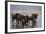 East Africa, Tanzania, Ngorongoro Crater, Wildebeest Drinking Water-Peter Skinner-Framed Photographic Print