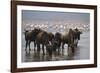 East Africa, Tanzania, Ngorongoro Crater, Wildebeest Drinking Water-Peter Skinner-Framed Photographic Print