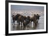 East Africa, Tanzania, Ngorongoro Crater, Wildebeest Drinking Water-Peter Skinner-Framed Photographic Print