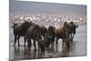 East Africa, Tanzania, Ngorongoro Crater, Wildebeest Drinking Water-Peter Skinner-Mounted Photographic Print