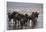 East Africa, Tanzania, Ngorongoro Crater, Wildebeest Drinking Water-Peter Skinner-Framed Photographic Print
