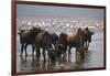 East Africa, Tanzania, Ngorongoro Crater, Wildebeest Drinking Water-Peter Skinner-Framed Photographic Print