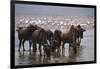 East Africa, Tanzania, Ngorongoro Crater, Wildebeest Drinking Water-Peter Skinner-Framed Photographic Print