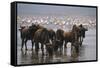 East Africa, Tanzania, Ngorongoro Crater, Wildebeest Drinking Water-Peter Skinner-Framed Stretched Canvas
