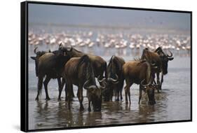 East Africa, Tanzania, Ngorongoro Crater, Wildebeest Drinking Water-Peter Skinner-Framed Stretched Canvas