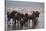 East Africa, Tanzania, Ngorongoro Crater, Wildebeest Drinking Water-Peter Skinner-Stretched Canvas
