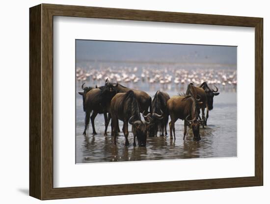 East Africa, Tanzania, Ngorongoro Crater, Wildebeest Drinking Water-Peter Skinner-Framed Photographic Print