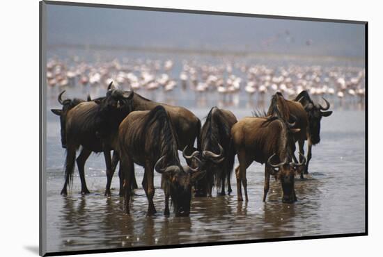 East Africa, Tanzania, Ngorongoro Crater, Wildebeest Drinking Water-Peter Skinner-Mounted Photographic Print