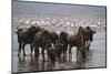 East Africa, Tanzania, Ngorongoro Crater, Wildebeest Drinking Water-Peter Skinner-Mounted Photographic Print