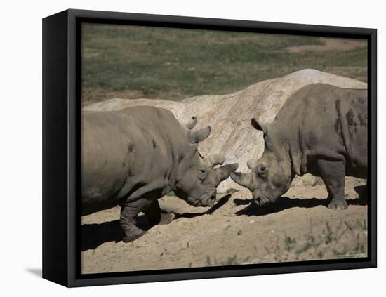 East African Black Rhinoceros (Rhinos) Sparring, San Diego Wild Animal Park, California-James Gritz-Framed Stretched Canvas