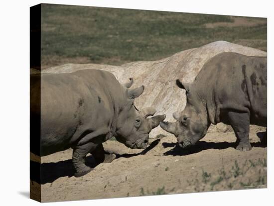 East African Black Rhinoceros (Rhinos) Sparring, San Diego Wild Animal Park, California-James Gritz-Stretched Canvas