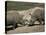 East African Black Rhinoceros (Rhinos) Sparring, San Diego Wild Animal Park, California-James Gritz-Stretched Canvas