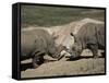 East African Black Rhinoceros (Rhinos) Sparring, San Diego Wild Animal Park, California-James Gritz-Framed Stretched Canvas