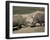 East African Black Rhinoceros (Rhinos) Sparring, San Diego Wild Animal Park, California-James Gritz-Framed Photographic Print