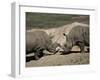 East African Black Rhinoceros (Rhinos) Sparring, San Diego Wild Animal Park, California-James Gritz-Framed Photographic Print