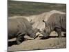 East African Black Rhinoceros (Rhinos) Sparring, San Diego Wild Animal Park, California-James Gritz-Mounted Photographic Print