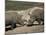 East African Black Rhinoceros (Rhinos) Sparring, San Diego Wild Animal Park, California-James Gritz-Mounted Photographic Print