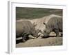 East African Black Rhinoceros (Rhinos) Sparring, San Diego Wild Animal Park, California-James Gritz-Framed Photographic Print