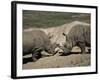 East African Black Rhinoceros (Rhinos) Sparring, San Diego Wild Animal Park, California-James Gritz-Framed Photographic Print