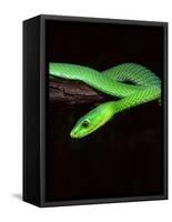 East African Green Mamba-David Northcott-Framed Stretched Canvas