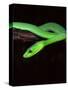 East African Green Mamba-David Northcott-Stretched Canvas