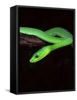 East African Green Mamba-David Northcott-Framed Stretched Canvas