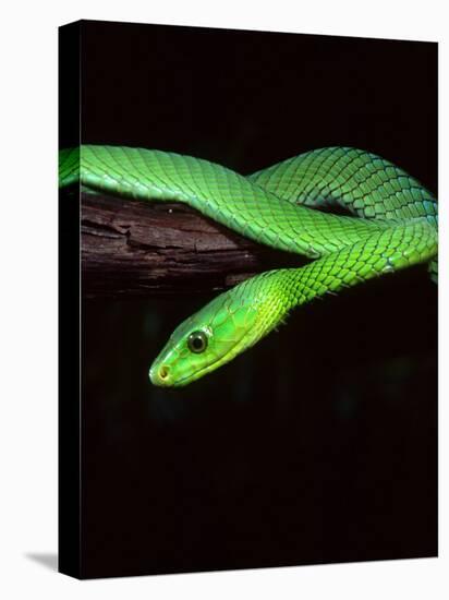 East African Green Mamba-David Northcott-Stretched Canvas