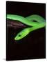 East African Green Mamba-David Northcott-Stretched Canvas