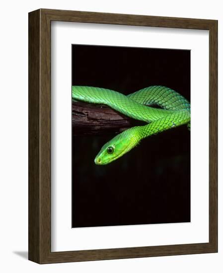 East African Green Mamba-David Northcott-Framed Photographic Print