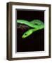 East African Green Mamba-David Northcott-Framed Photographic Print