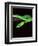 East African Green Mamba-David Northcott-Framed Photographic Print