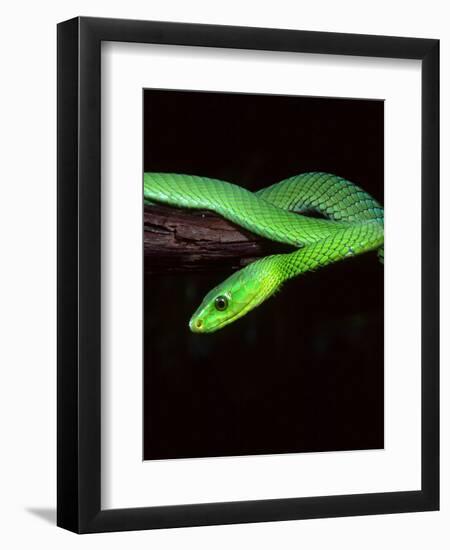 East African Green Mamba-David Northcott-Framed Photographic Print