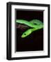 East African Green Mamba-David Northcott-Framed Photographic Print