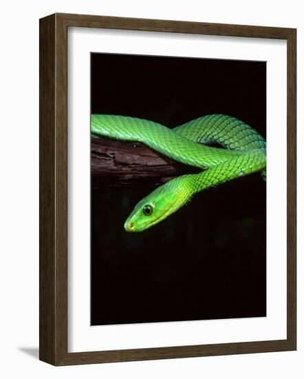 East African Green Mamba-David Northcott-Framed Photographic Print