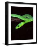 East African Green Mamba-David Northcott-Framed Photographic Print