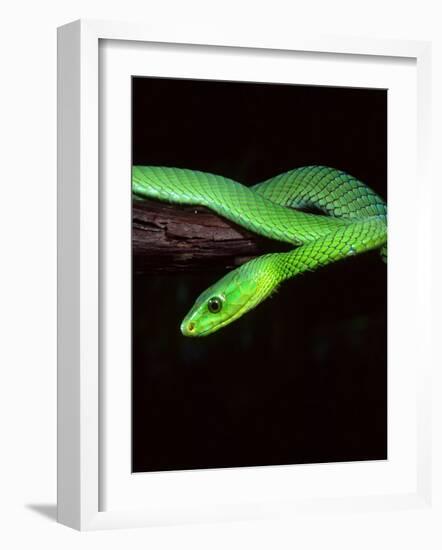 East African Green Mamba-David Northcott-Framed Photographic Print