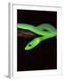 East African Green Mamba-David Northcott-Framed Photographic Print