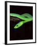 East African Green Mamba-David Northcott-Framed Photographic Print