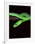 East African Green Mamba-David Northcott-Framed Photographic Print