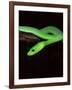 East African Green Mamba-David Northcott-Framed Photographic Print