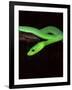 East African Green Mamba-David Northcott-Framed Photographic Print