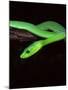 East African Green Mamba-David Northcott-Mounted Photographic Print