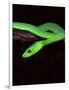 East African Green Mamba-David Northcott-Framed Photographic Print