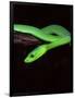 East African Green Mamba-David Northcott-Framed Photographic Print