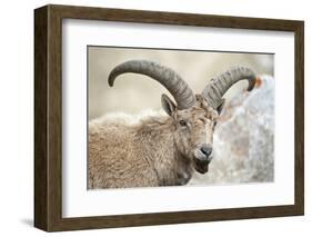 East Caucasian tur (Capra cylindricornis) portrait, Caucasus, Russia. May.-Valeriy Maleev-Framed Photographic Print