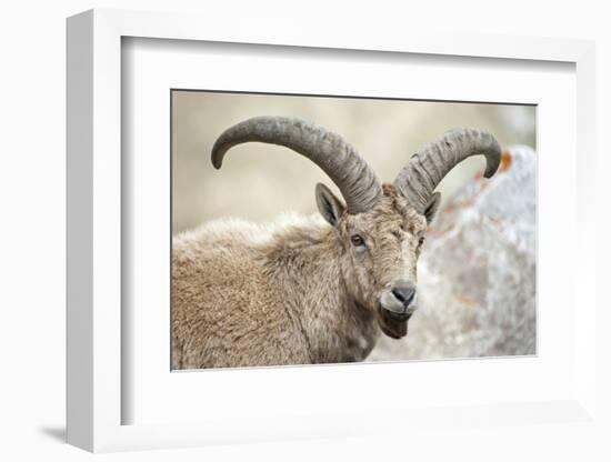 East Caucasian tur (Capra cylindricornis) portrait, Caucasus, Russia. May.-Valeriy Maleev-Framed Photographic Print